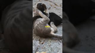 The Secret Life of Cats Mating Rituals cats kitten [upl. by Ettelliw704]