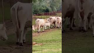 50 3yr old Charolais cows with Angus sired calves all off 1 Ranch cow charolais angusbulls ranch [upl. by Korenblat319]