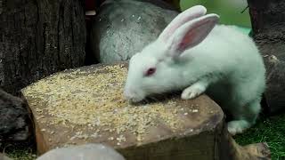 🔴 Cat TV 247 😸 Birds amp Rabbits Play for Cats to Watch 🐿 Bird amp Rabbits Videos for Cats amp Dogs [upl. by Sawyer]