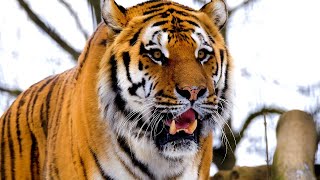 Tigers growling and roaring 😾 8 hours of tiger sound effects [upl. by Bugbee]