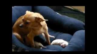 New born Baby Chihuahua Puppies [upl. by Minabe361]