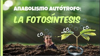 Anabolismo autótrofo LA FOTOSÍNTESIS  2º de Bachiller BioESOsfera [upl. by Sel146]