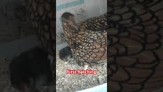 Gold sebright hen hatched chick [upl. by Asiram569]