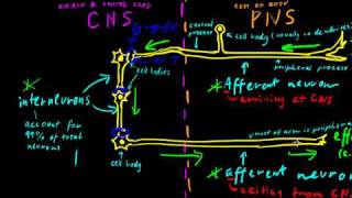 Part 2  Classes of Neurons [upl. by Marchal]