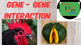 gene genetics interaction [upl. by Yssirk]