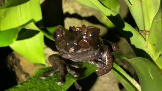 Anotheca spinosa  Rana arboricola de corona  Crowned treefrog [upl. by Ocimad]