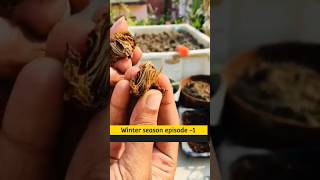 How To Grow Marigold At Home  Marigold Plant From Seeds shorts flowers marigold garden winter [upl. by Atinihc391]