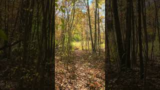 Cricket and bird sounds in a young stand of beech trees in the fall in Pennsylvania nature [upl. by Elkin]