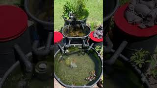 Rubbermaid stock tank goldfish pond [upl. by Naffets]