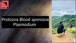 parasitology Protozoa Blood sporozoa Plasmodium plasmodium malaria lab norcet mlt neet2024 [upl. by Sheline]