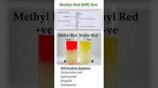 METHYL RED TEST [upl. by Erny]