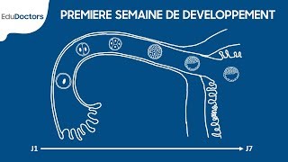 Première semaine de développement embryonnaire  Embryologie Générale [upl. by Laemaj]