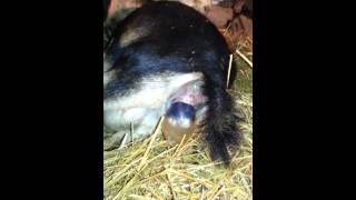 Bambi the fainting goat gives birth at Sweet Rebel [upl. by Chelsie131]