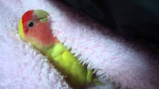 Chicken the Lovebird talking [upl. by Mafala]