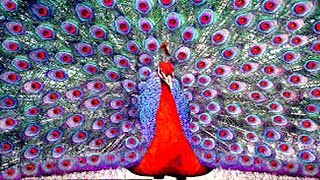 Peacock The Most Beautiful Bird With many Different Colours Feather Out  HD Video [upl. by Latty]