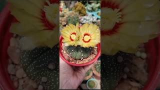 Astrophytum asterias cactus [upl. by Mathilda]