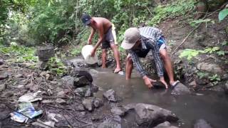 KEREN menangkap ikan lele dengan tangan kosong [upl. by Acined]