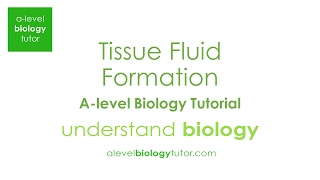 Tissue fluid formation Alevel Biology OCR A Edexcel AQA [upl. by Yderf]