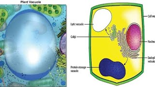 what is vacuole and part vacuoles [upl. by Osnofedli]