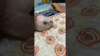 music song hamsterdance infinite love for the hamster ￼ [upl. by Nievelt738]