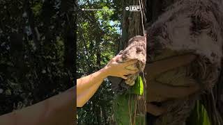 Zoologist helps baby sloth back onto tree after fall [upl. by Trubow]