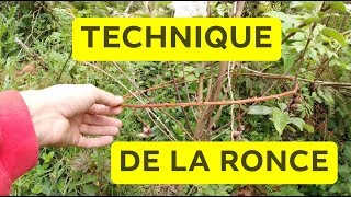 TECHNIQUE DE LA RONCE  FINI LES DEGATS DES CHEVREUILS [upl. by Windham]