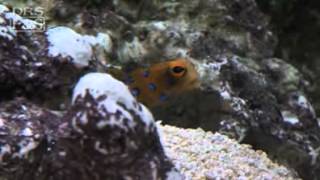 Jawfish Blue Dot Opistognathus rosenblatti  LiveAquariacom [upl. by Grubman389]