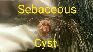 Sebaceous Cyst expression This was a cyst removed from a dog at my work today 9718 Sorry for ver [upl. by Rattray263]