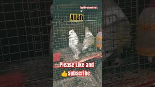 Allah allahquran allahbayan shorts whatsappstatus viralvideo shortsvideo youtubeshorts birds [upl. by Shani66]