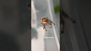 Cute amp fuzzy jumping spider [upl. by Ayotol]