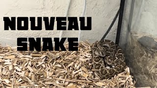 ROYAUME Du CROTALE quoi de mieux  Serpents Venimeux [upl. by Bortz]