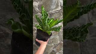 Asplenium Laksakna plants garden greennaturehousplants [upl. by Merell]