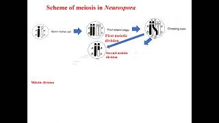 Scheme of meiosis in Neurospora crassa Tetrad analysis [upl. by Anitteb454]