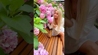 hydrangeamacrophyllaгортензияgardenгортензіяflowers parkjardinshortsアジサイсадnature love [upl. by Meerak]