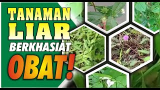 TANAMAN LIAR BERKHASIAT OBAT  BERMAIN TANAH [upl. by Anelram]