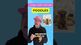 The Real Reason Behind Poodles Puffy Fur petzpaws learndontreturn poodle dogbreed dog [upl. by Andris]