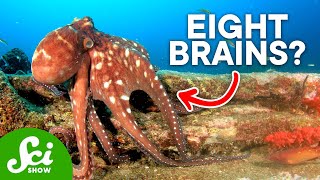 Why Are Octopi So Insanely Intelligent [upl. by Concettina]