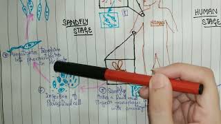 Leishmania life cycle  Leishmaniasis  Blood amp tissue Protozoa  Microbiology [upl. by Hairahs]