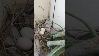 Bird nest in my balcony [upl. by Alba693]