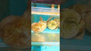 Wow American Conch😱 shorts viral [upl. by Ertha181]