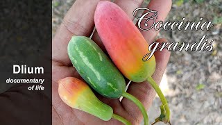 Ivy gourd Coccinia grandis  part 2 [upl. by Alim600]