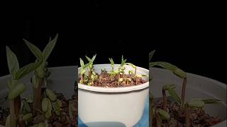 How can I grow tree in home shorts timelapse [upl. by Ferrell]