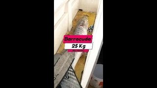 Barracuda 25 Kg [upl. by Pravit534]