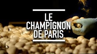 Le champignon de Paris  Reportage YouCook [upl. by Retxab]