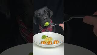 I accidentally dropped my dads fork Black Labrador The daily life of a silly dog [upl. by Arateehc]