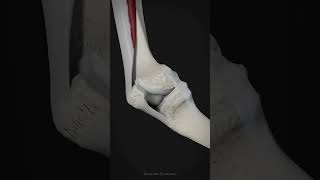 Ankle joint anatomy  3 bones of ankle [upl. by Cohl508]