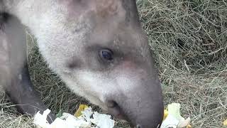 Tapir Flachlandtapir Tapirus terrestris South American Brazilian Amazonian maned lowland anta tapir [upl. by Berrie]