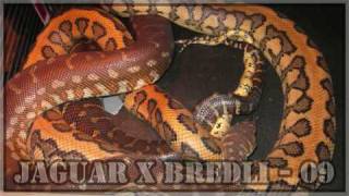 Breeding bredli x jaguar [upl. by Ladnyk926]