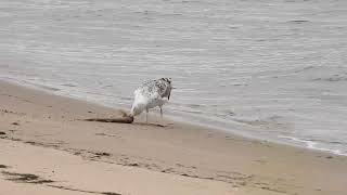 A Great Blackbacked Gull Larus marinus eating a Dogfish Scyliorhinus canicula at Dawlish Warren [upl. by Ladnyk729]