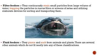 pattern of feeding and digestion in lower metazoans explained in detail notes of invertebrates [upl. by Ienttirb]